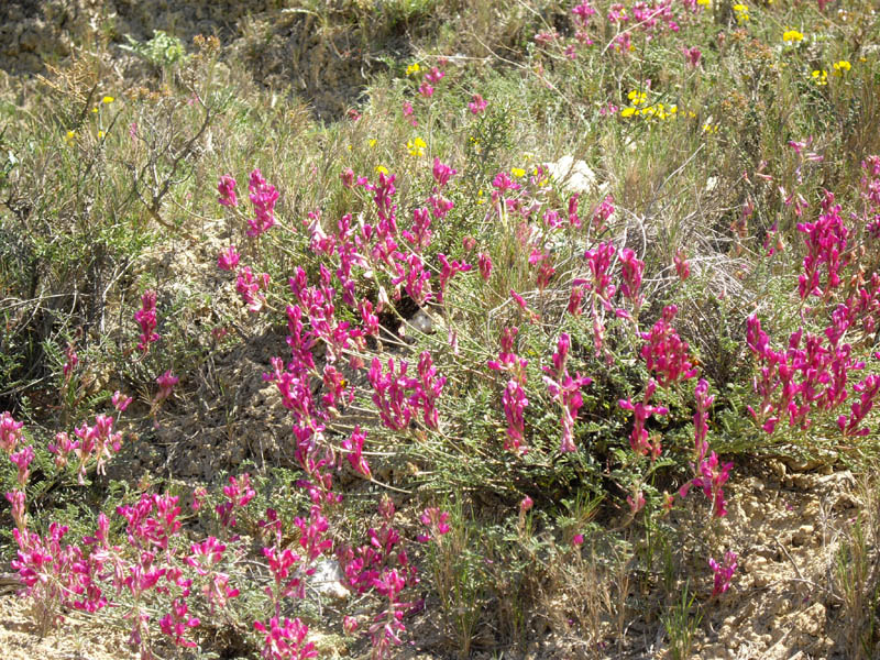 Hedysarum boveanum ssp europaeum photo